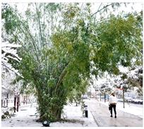 春雪映翠竹
