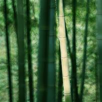 清风竹影