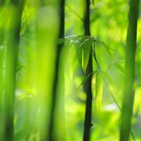 清风竹影