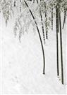 瑞雪兆丰年