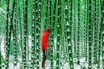 雪竹魅影