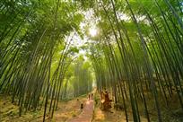 《竹林小径》