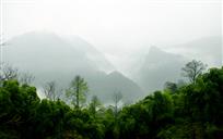 翠竹成荫云雾飘