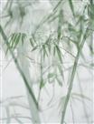 雪后竹叶青
