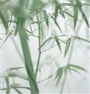 雪后翠竹
