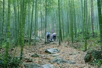 竹林小道