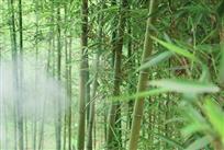 清风竹影