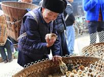 春来选鸡雏