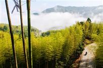 竹乡道路