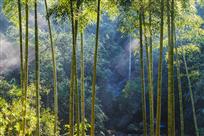 竹乡小景