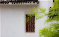 窗前竹影