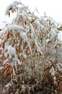 雪竹咏