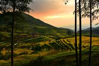 夕照梯田——张栋华 摄