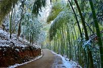 傲雪凌风——张栋华 摄