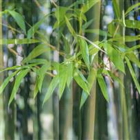 青翠挺拔