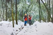 雪竹情深
