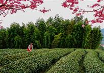 茶园春色