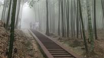 竹林晨雾