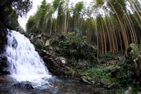 金玉竹景观