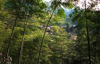 竹林人家