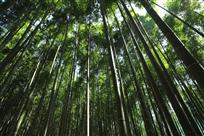刚正不阿
