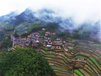 雾锁紫草