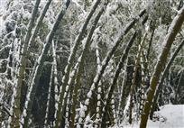 雪立竹节