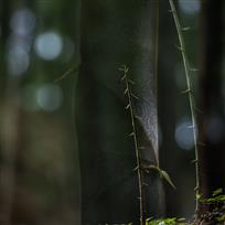 孕育