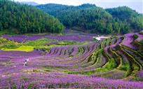花海竹韵