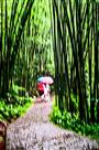 雨中情