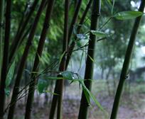 竹韵