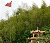 竹林美景
