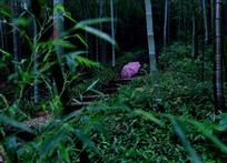 竹韵