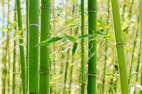 风华正茂