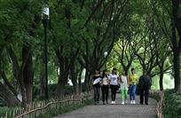 《林荫之路》