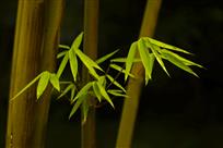 竹叶美似二月花