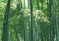 茂林修竹