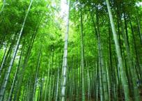 苍劲挺拔