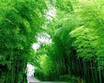 苍翠欲滴