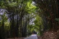 翠竹参天