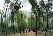 竹林小息