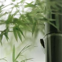竹风.蝉语