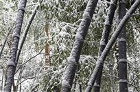 雪后竹林