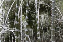 雪后竹林-2