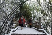 雪后竹林-3