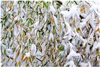 雪后竹韵