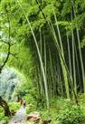 【牵手在竹林】