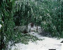 玩雪