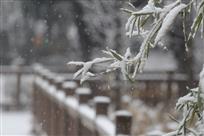 雪-竹