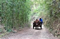 那竹、那路、那牛车